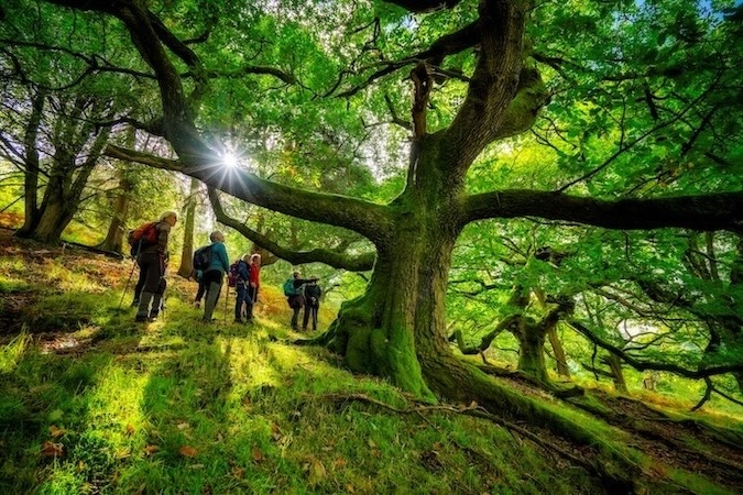 Commended Ancient Trees and Trackways