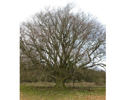 ancient_trees