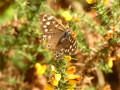speckled wood