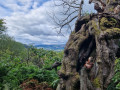 yawning tree